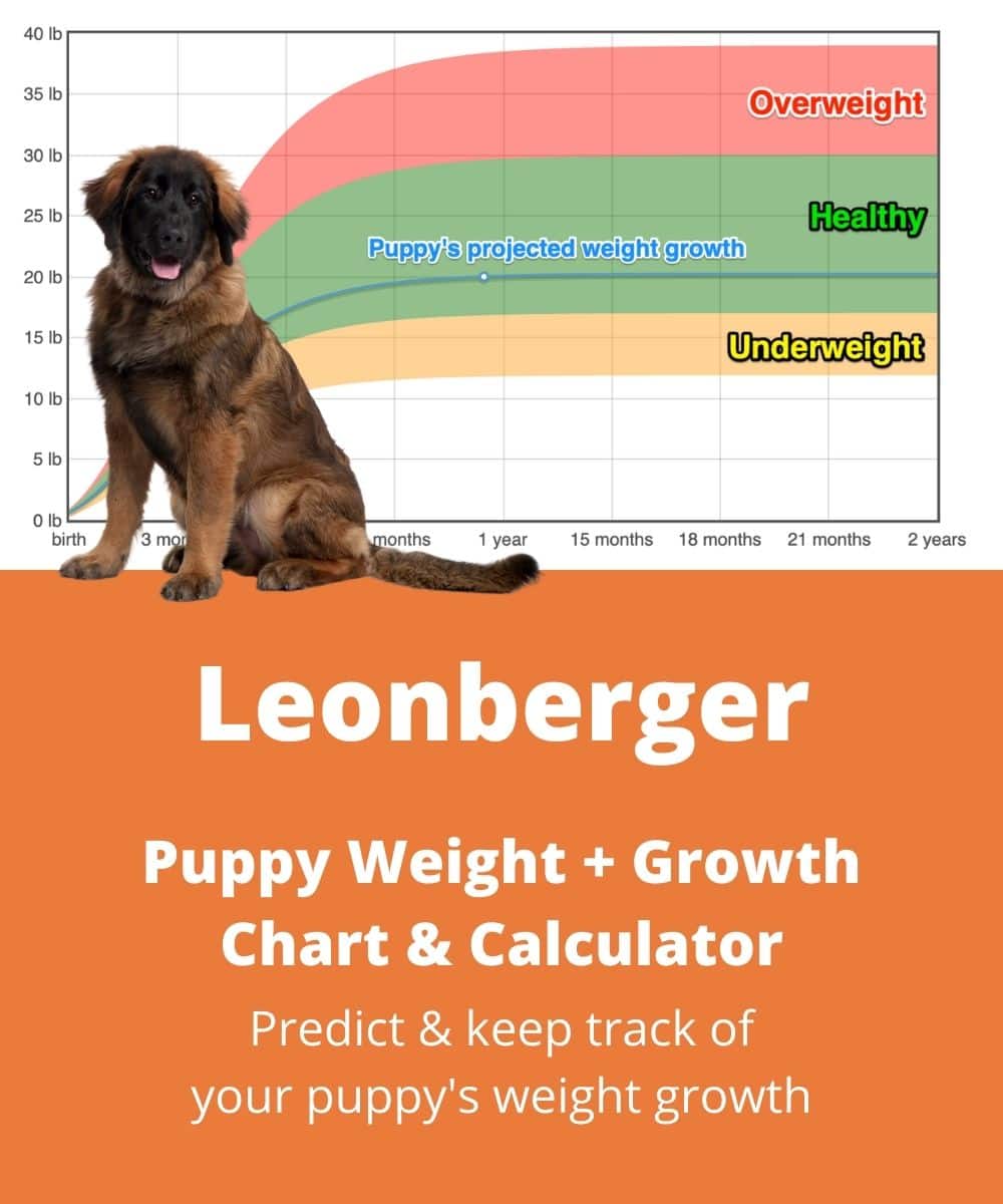 leonberger Puppy Weight Growth Chart