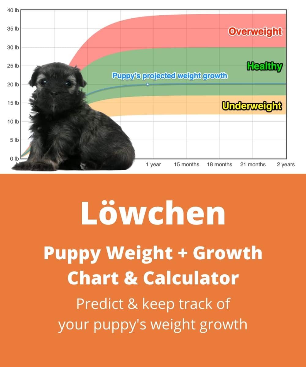 lowchen Puppy Weight Growth Chart