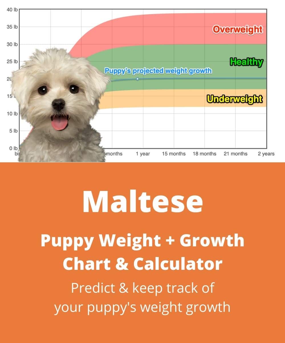 maltese Puppy Weight Growth Chart