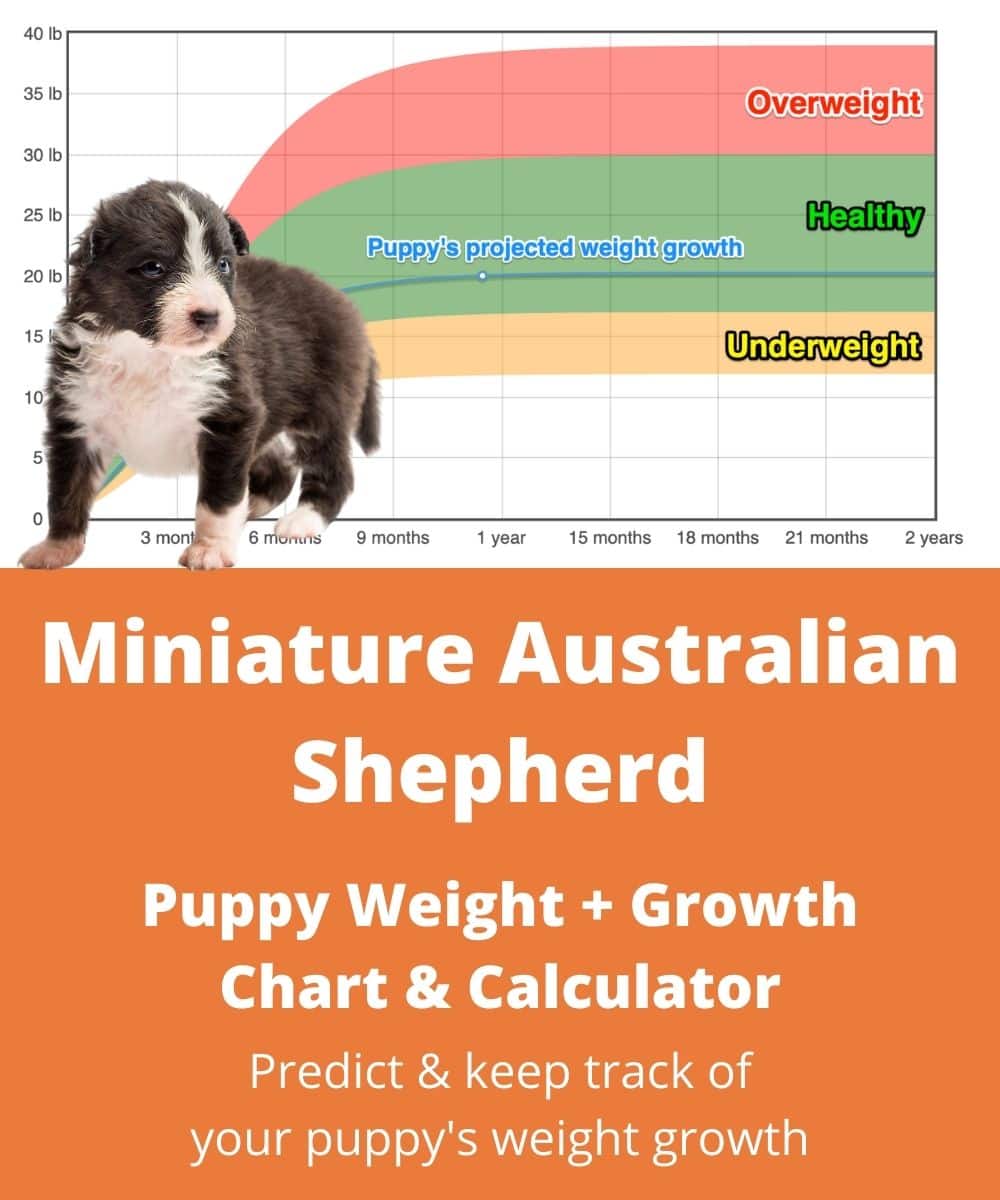 Miniature Australian Shepherd Weight Growth Chart 2021 How Heavy Will My Miniature Australian Shepherd Weigh The Goody Pet