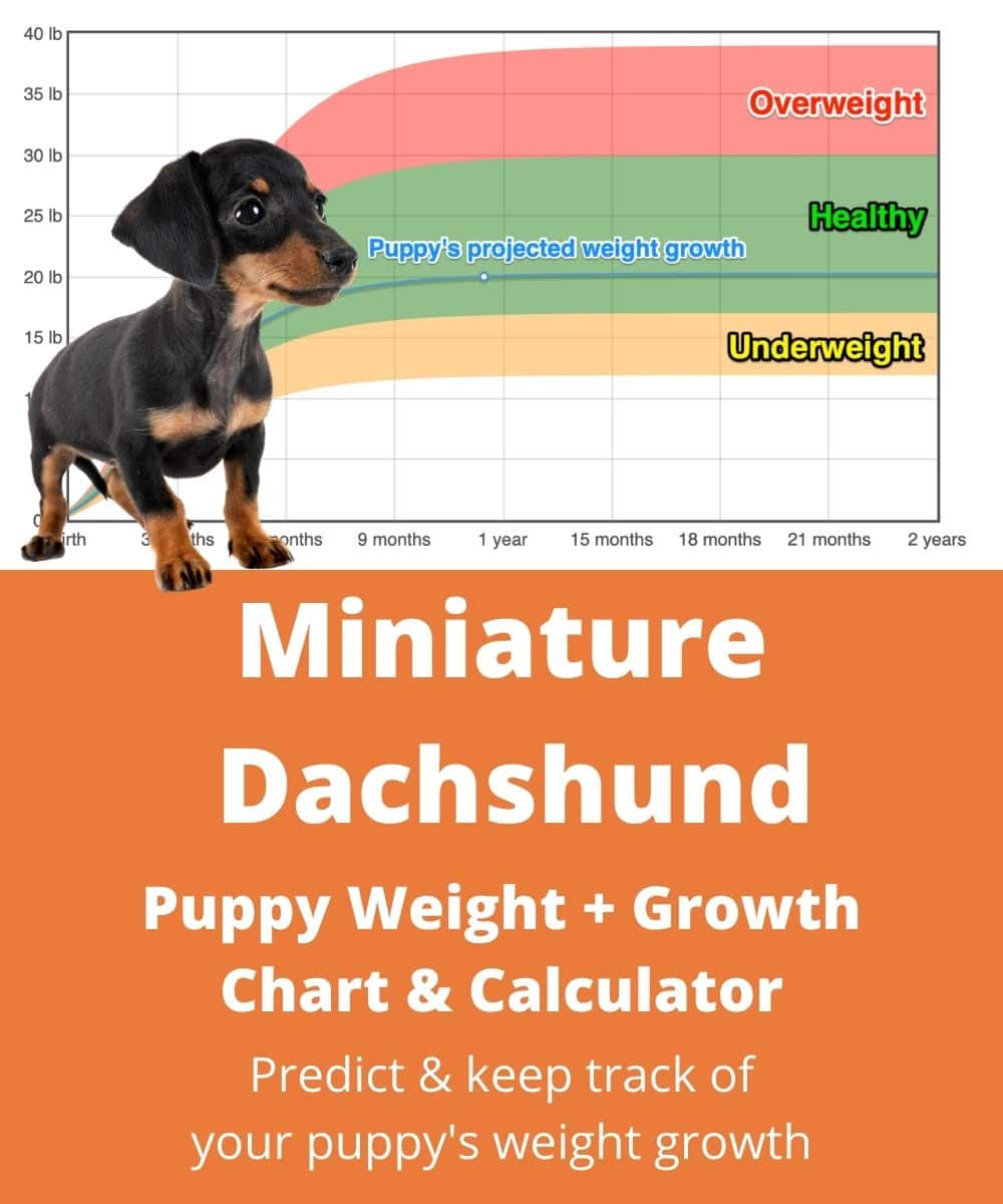 Miniature Dachshund Weight+Growth Chart 2024 - How Heavy Will My ...