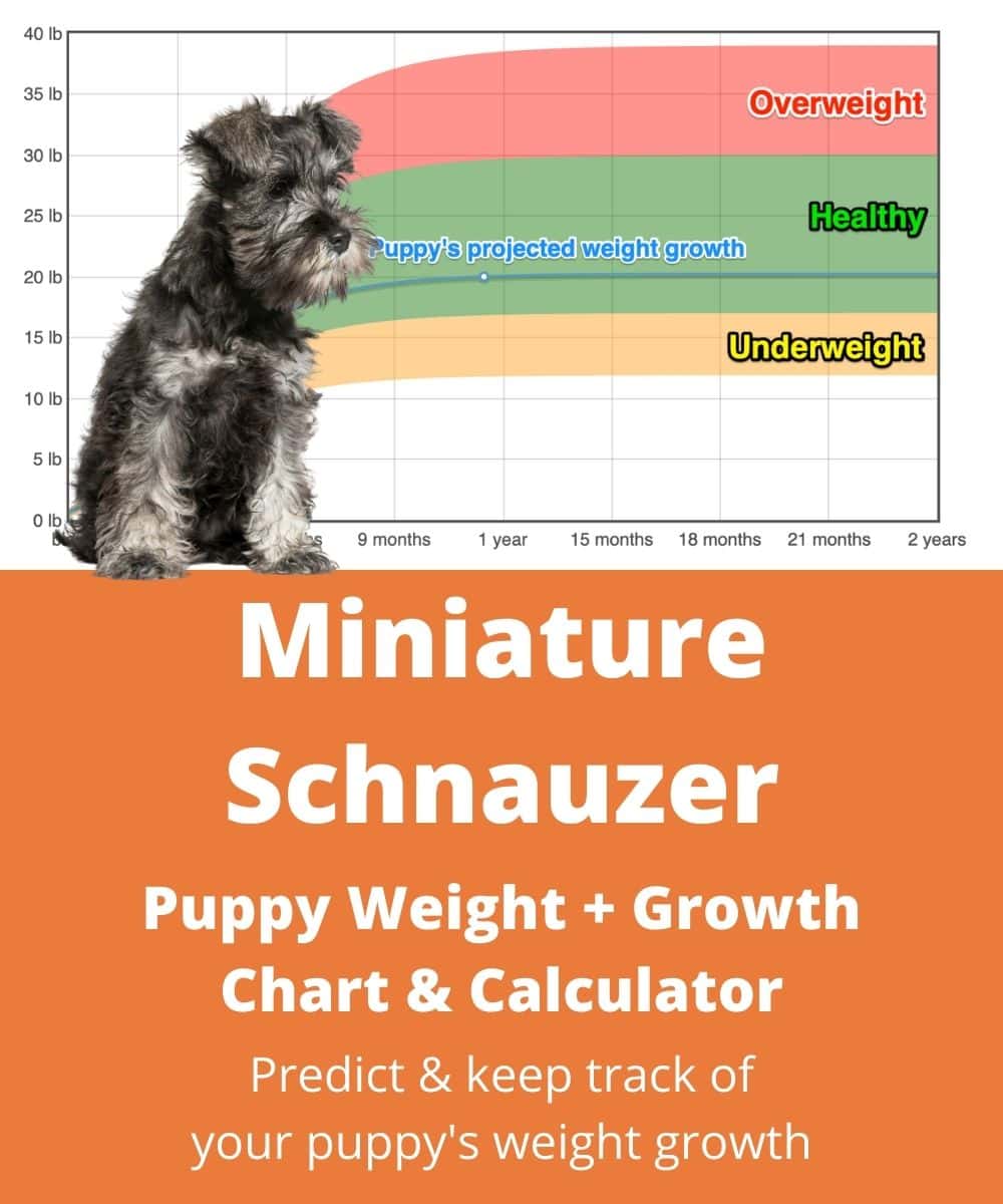 when does a mini schnauzer stop growing