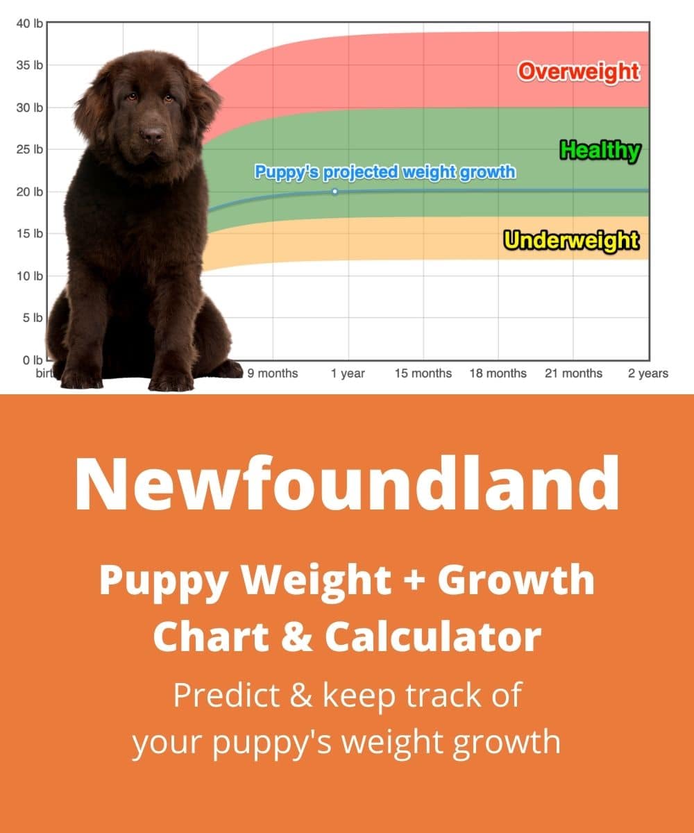 newfoundland Puppy Weight Growth Chart