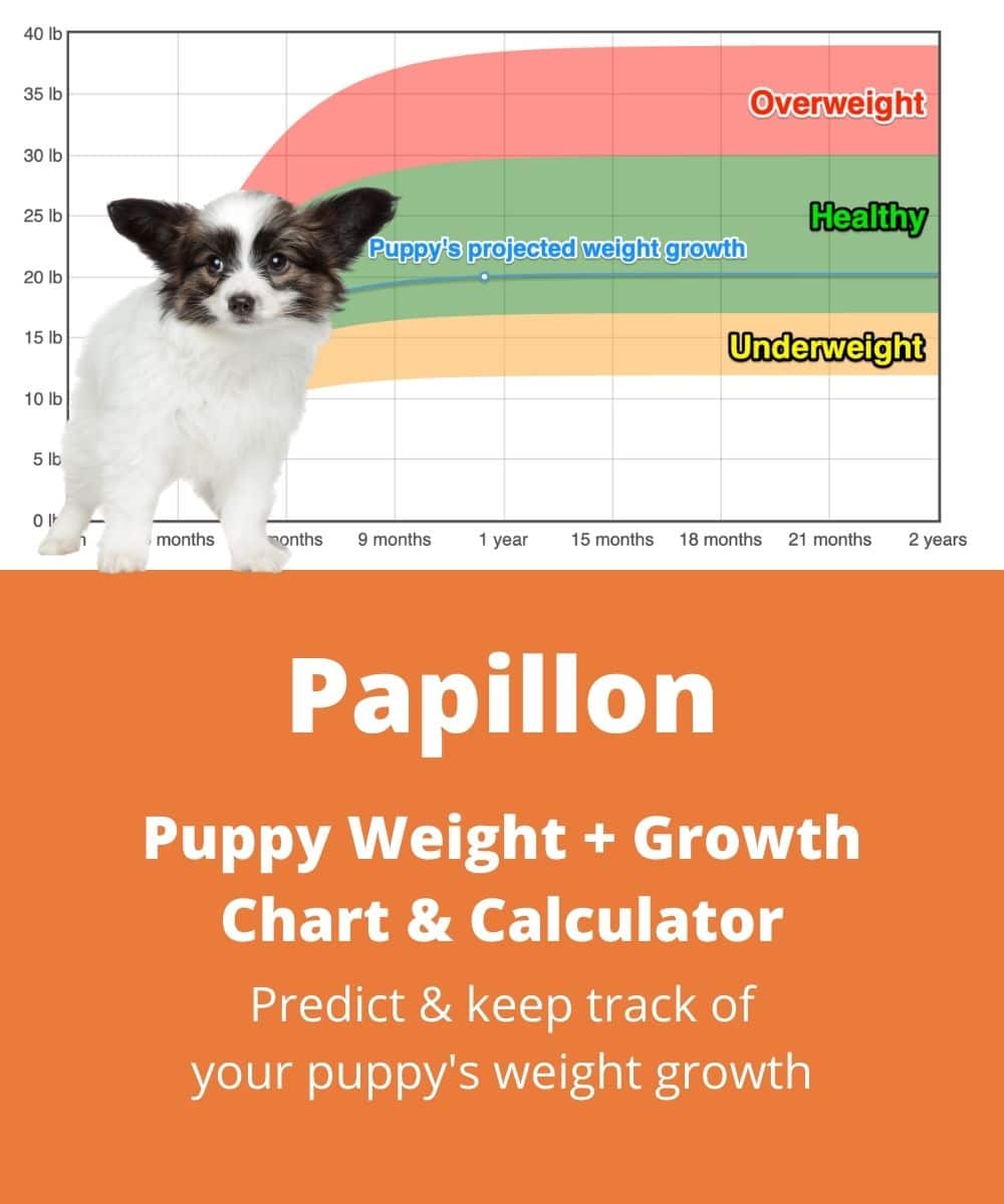 papillon Puppy Weight Growth Chart