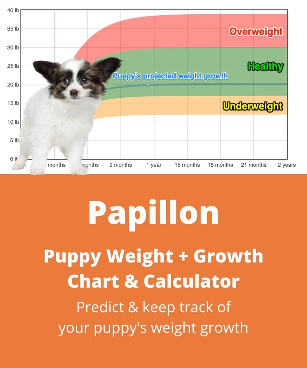 papillon Puppy Weight Growth Chart papillon Puppy Weight Growth Chart