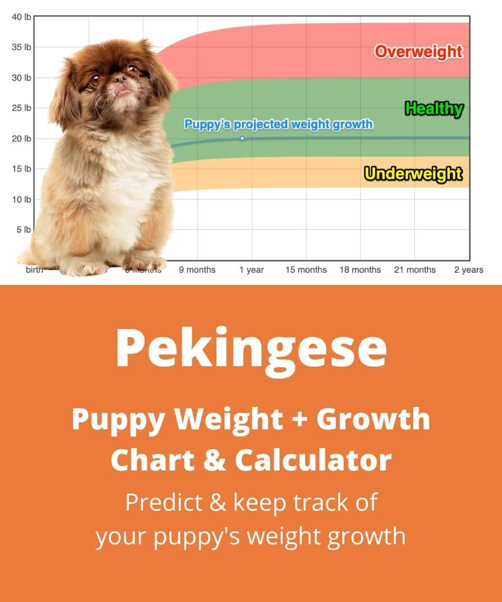 pekingese Puppy Weight Growth Chart