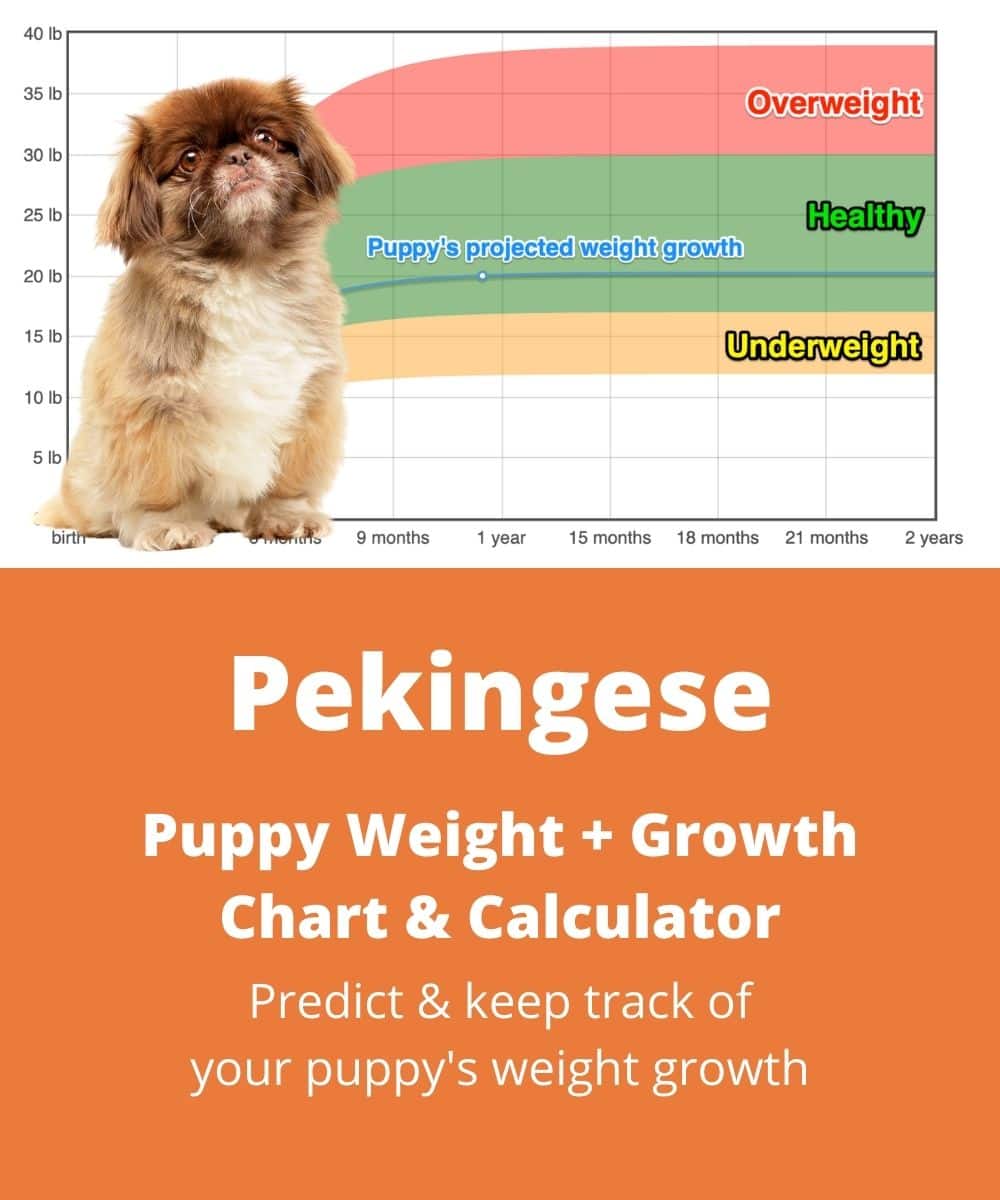 pekingese Puppy Weight Growth Chart pekingese Puppy Weight Growth Chart