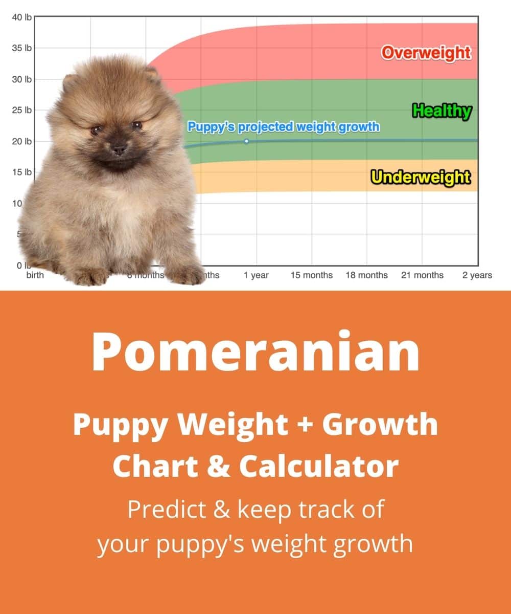 Pom Weight+Growth Chart 2022 - How Heavy Will My Pom Pom Weigh? | The Goody Pet