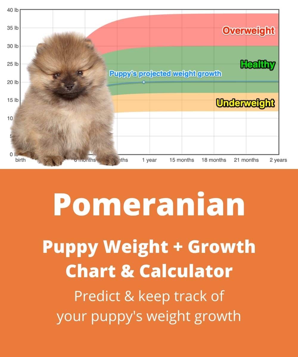 Toy Pomeranian Size Chart Wow Blog toy-pomeranian-size-chart-wow-blog