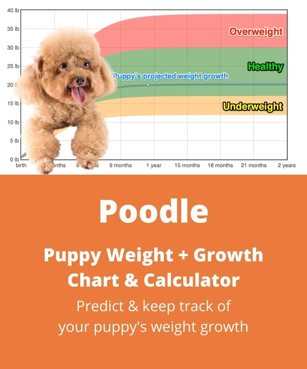 standard-poodle Puppy Weight Growth Chart