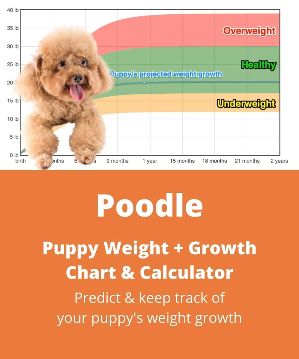 Standard Poodle Weight+Growth Chart 2022 - How Heavy Will My Standard ...