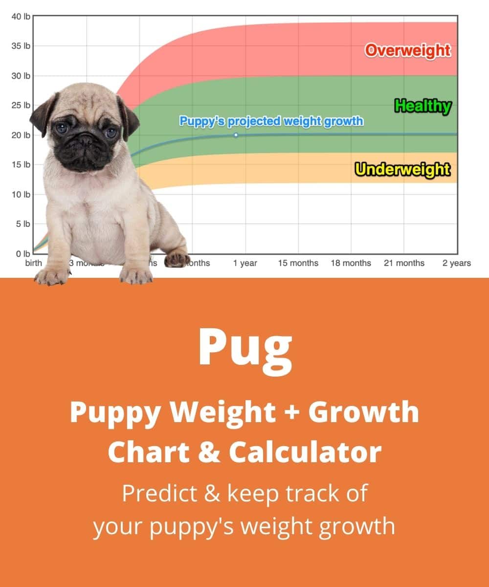 pug Puppy Weight Growth Chart