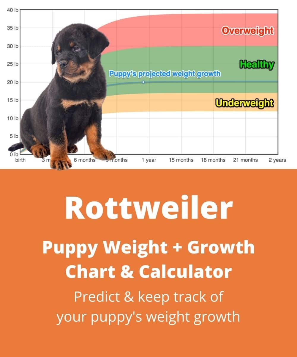 Rottweiler Weight+Growth Chart 2022 How Heavy Will My Rottweiler