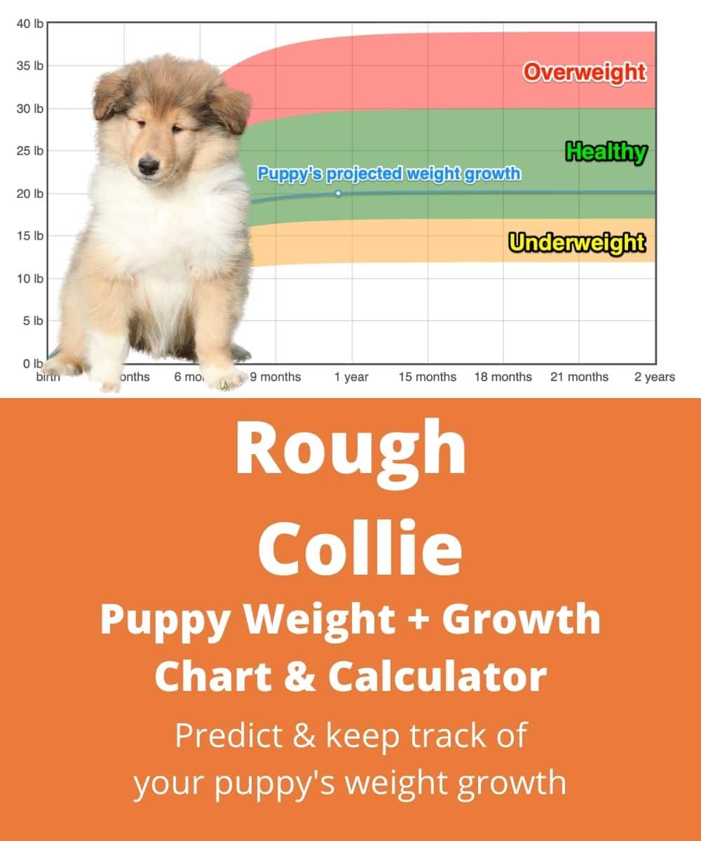 Rough Collie Weight Growth Chart 2021 How Heavy Will My Rough Collie Weigh The Goody Pet