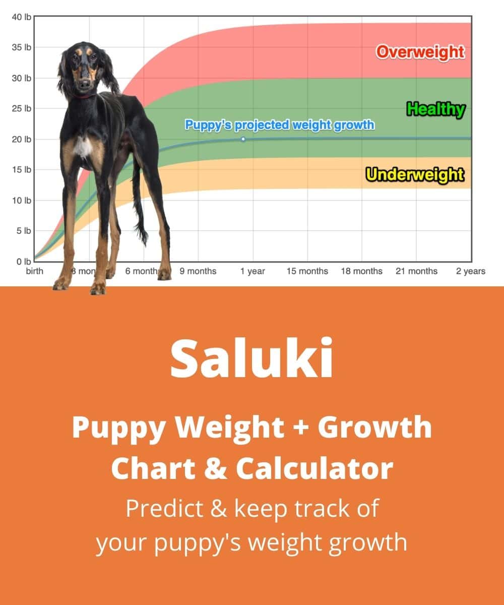saluki Puppy Weight Growth Chart