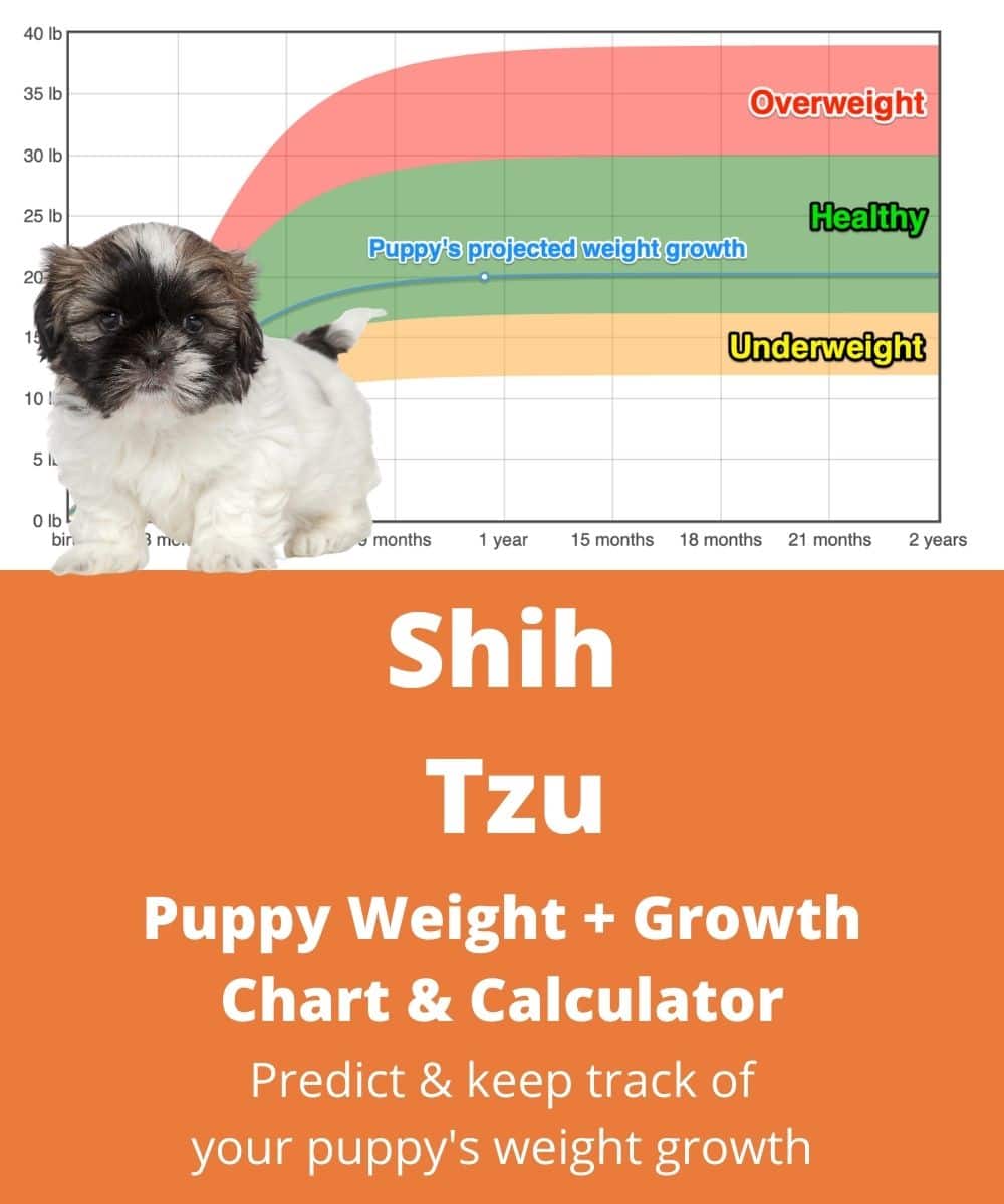 how many puppies does a shih tzu usually have