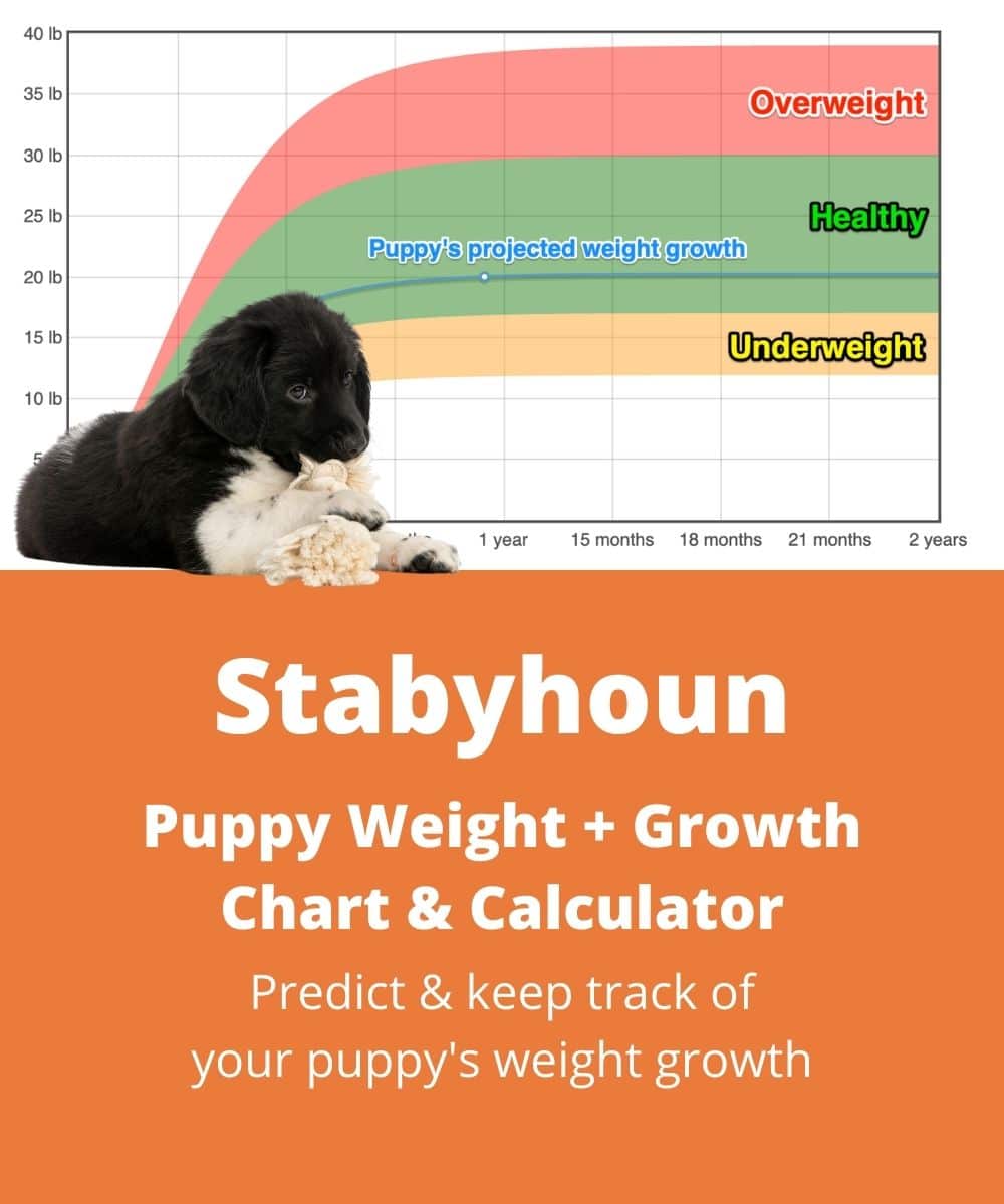 stabyhoun Puppy Weight Growth Chart