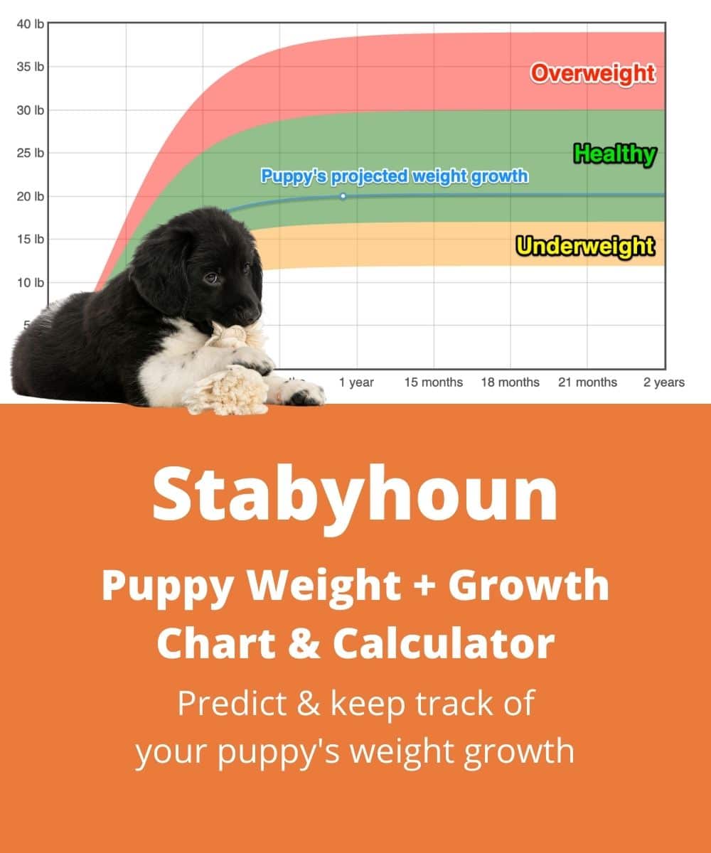 stabyhoun Puppy Weight Growth Chart stabyhoun Puppy Weight Growth Chart