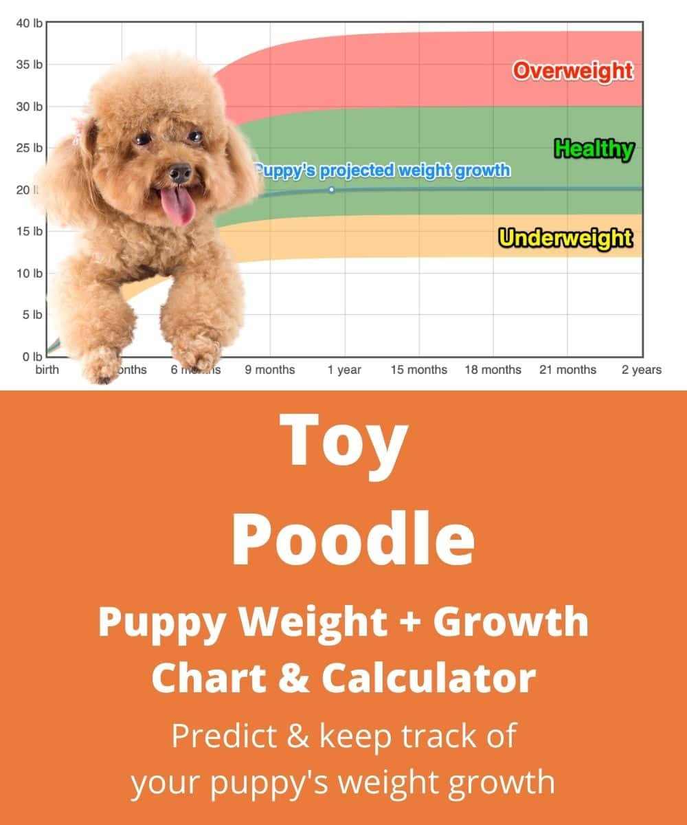 Toy Poodle Weight+Growth Chart 2024 - How Heavy Will My Toy Poodle ...