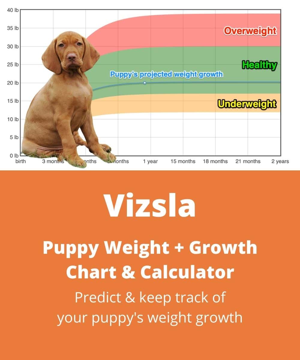 vizsla Puppy Weight Growth Chart