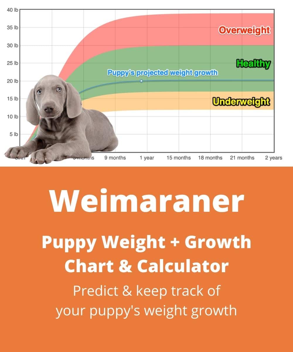 weimaraner Puppy Weight Growth Chart