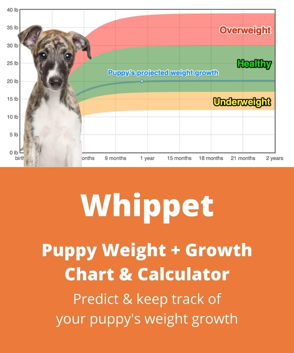 whippet Puppy Weight Growth Chart