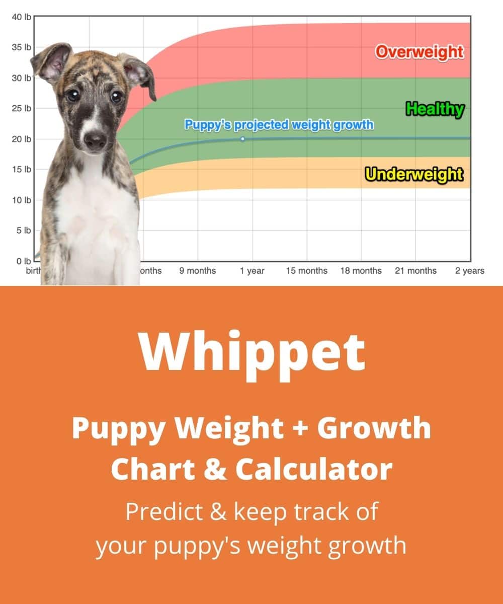 Whippet Weight Growth Chart 2024 How Heavy Will My Whippet Weigh puppy-data-sheet-printable