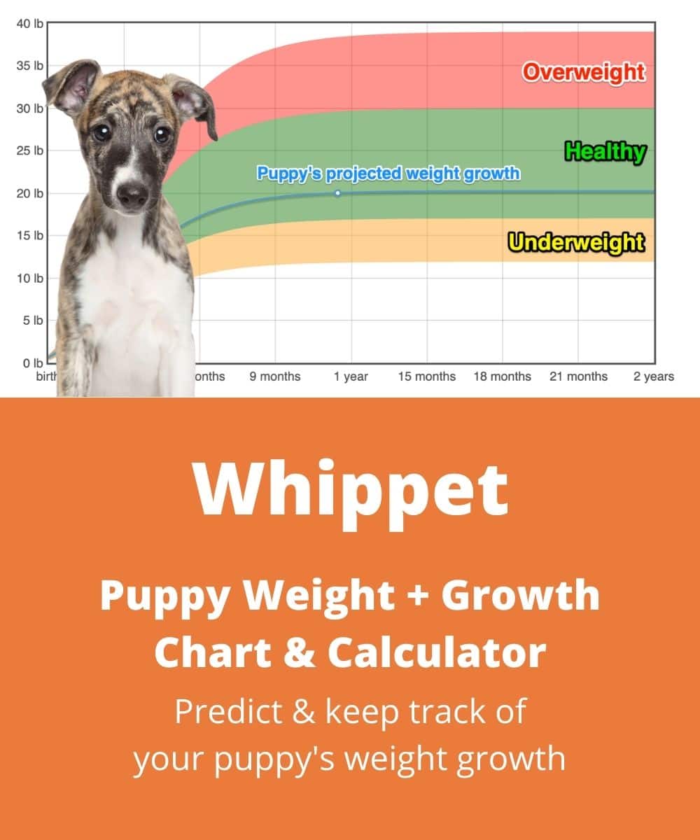 how much weight does a puppy gain per week