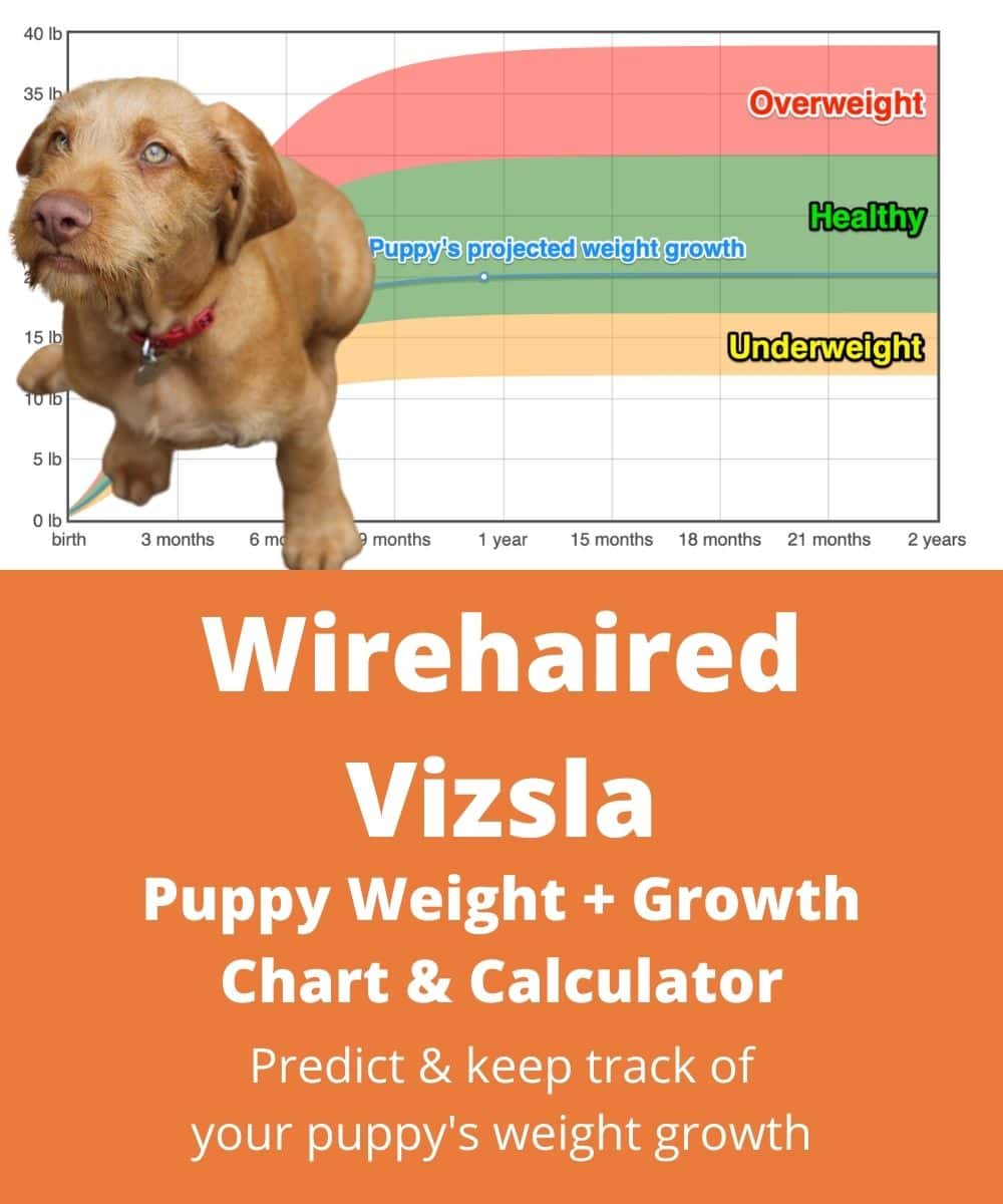 Wirehaired Vizsla Weight Growth Chart 2021 How Heavy Will My Wirehaired Vizsla Weigh The Goody Pet