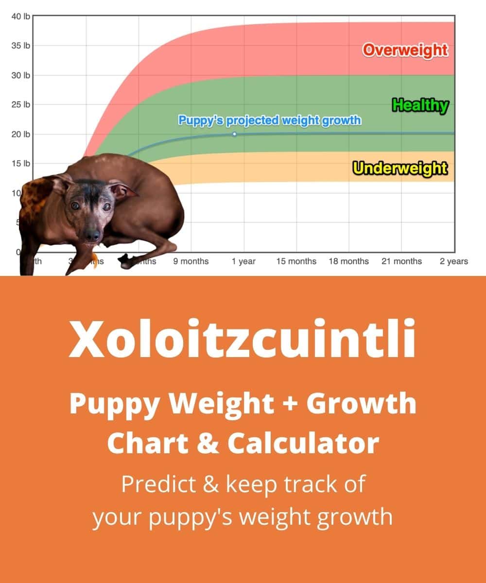 mexican-hairless-dog Puppy Weight Growth Chart