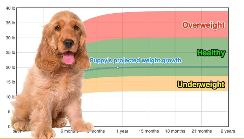 American Cocker Spaniel Weight+Growth Chart 2024 How Heavy Will My