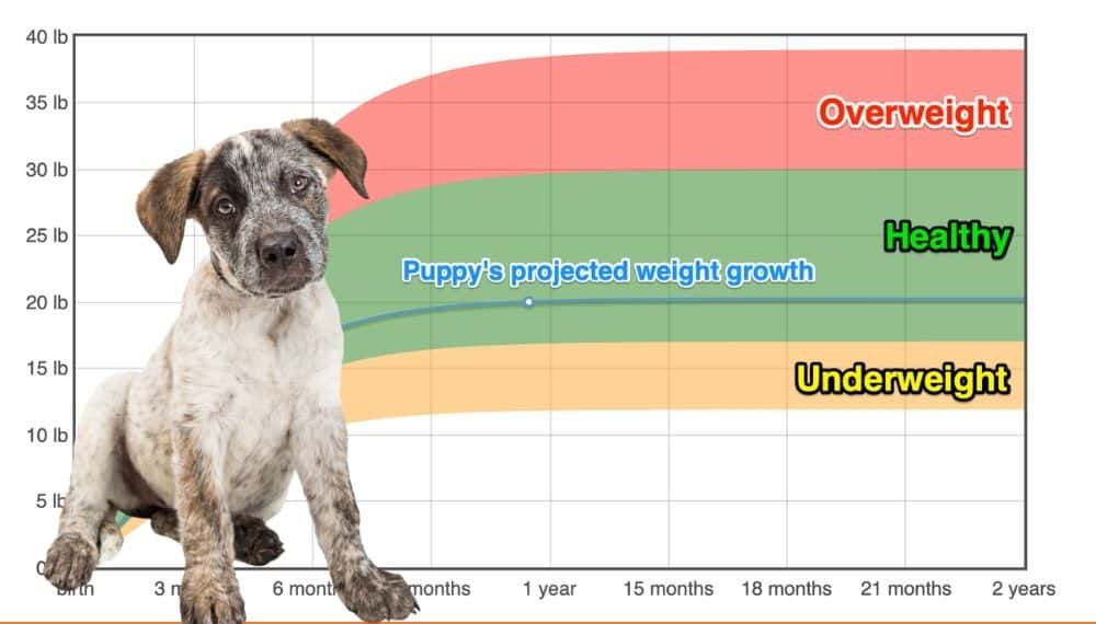 Bluey - Australian Cattle Dog Size 22cm/9