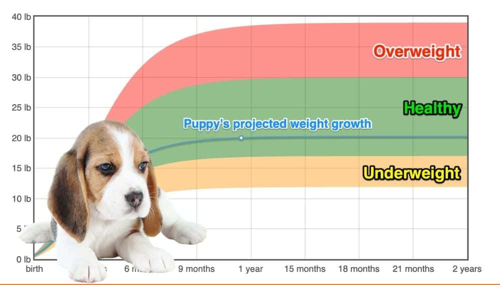 Beagle Size Guide, Chart, And Calculator: How Big Do Beagles Get? | vlr ...