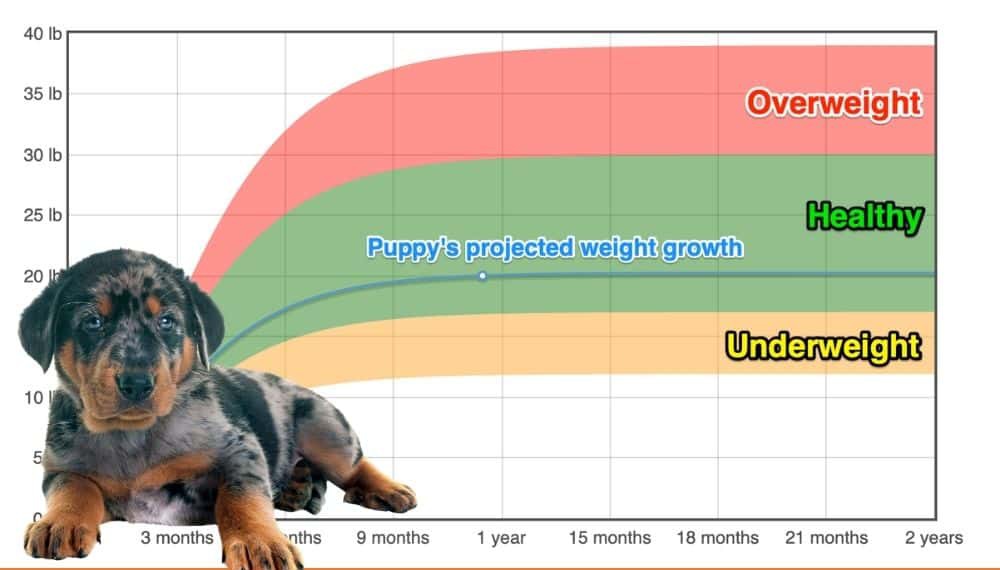 Beauceron Weight Growth Chart 21 How Heavy Will My Beauceron Weigh The Goody Pet