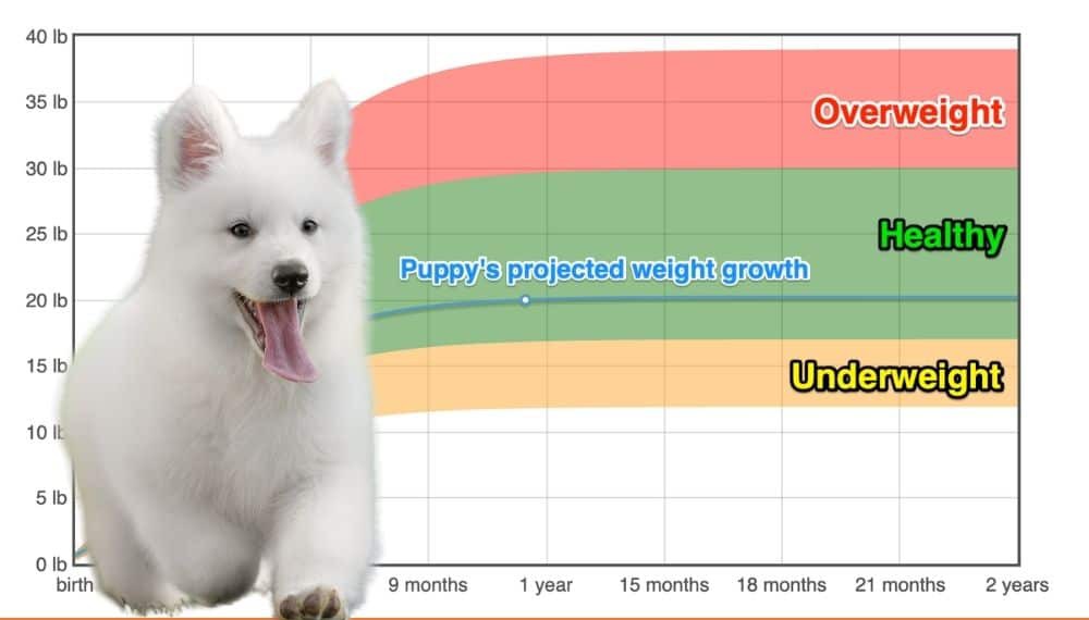 Berger Blanc Suisse Weight Growth Chart 22 How Heavy Will My Berger Blanc Suisse Weigh The Goody Pet
