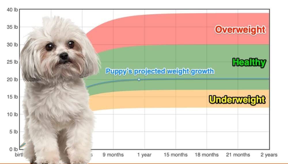 Bolognese Weight+Growth Chart 2024 How Heavy Will My Bolognese Weigh? The Goody Pet