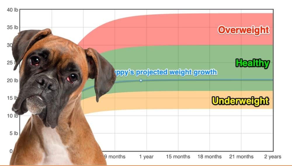Boxer Weight Growth Chart 2023 How Heavy Will My Boxer Weigh The 