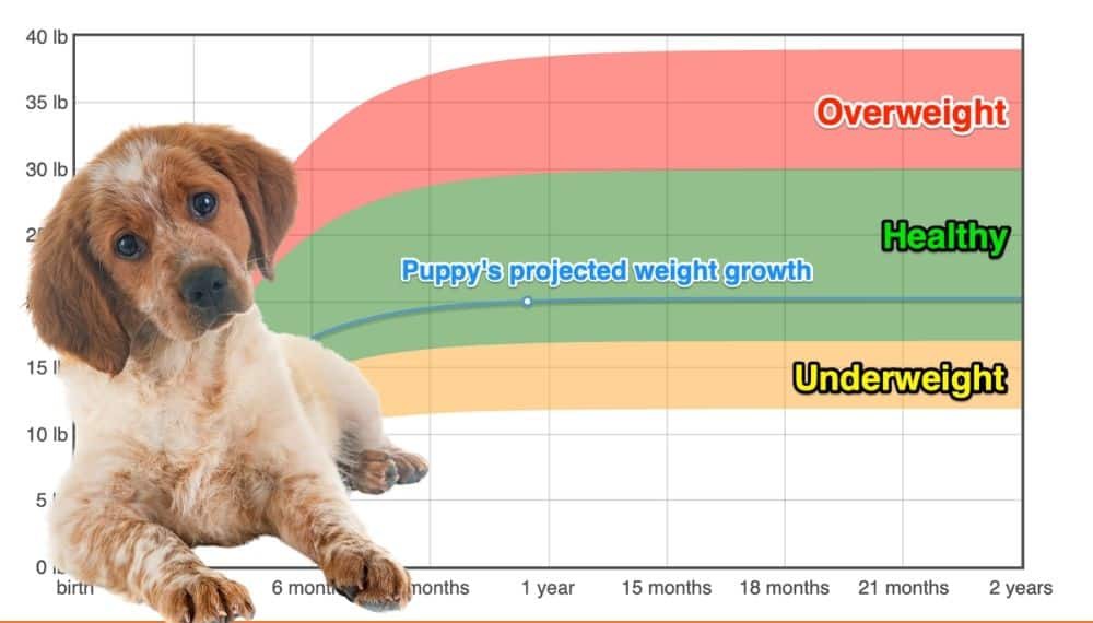 Epagneul Breton Weight Growth Chart 21 How Heavy Will My Epagneul Breton Weigh The Goody Pet Epagneul Breton Weight Growth Chart 21 How Heavy Will My Epagneul Breton Weigh The Goody Pet