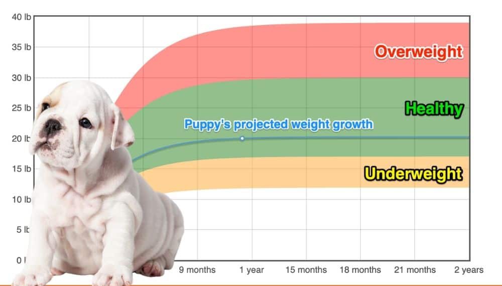 how much should a english bulldog weight at 5 months