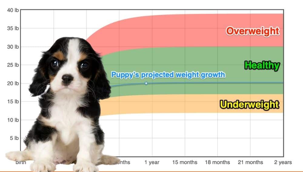 king charles cavalier weight king charles cavalier weight