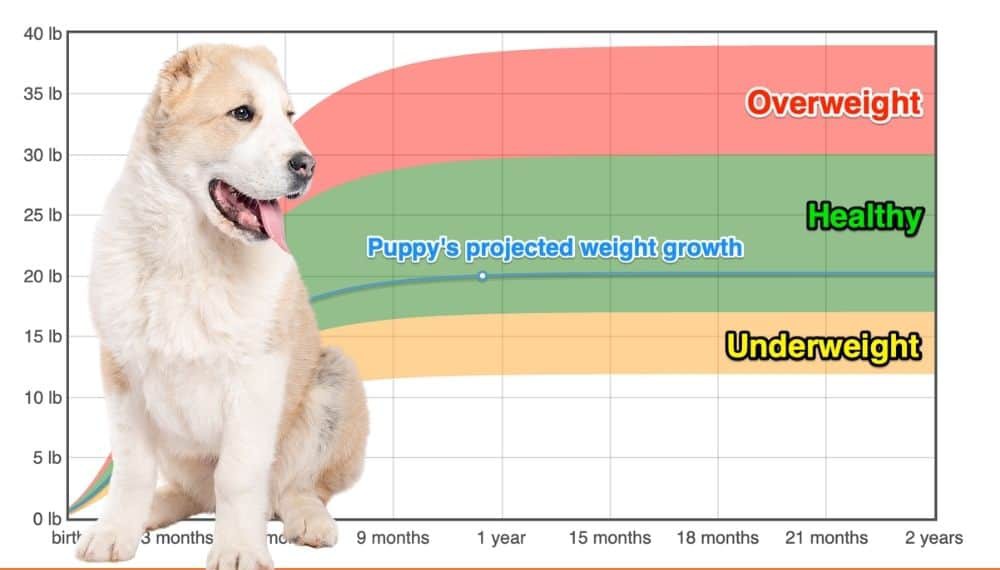 Central Asian Shepherd Dog Weight+Growth Chart 2024 How Heavy Will My