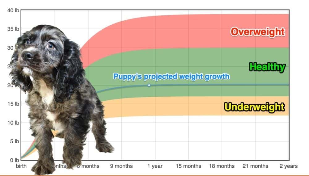 Spaniel Growth Chart