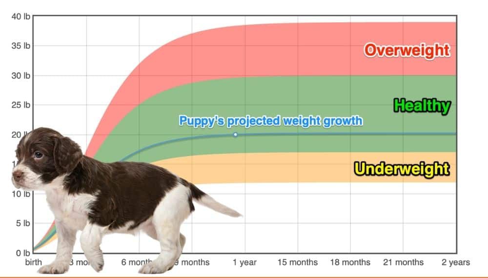 Spaniel Growth Chart