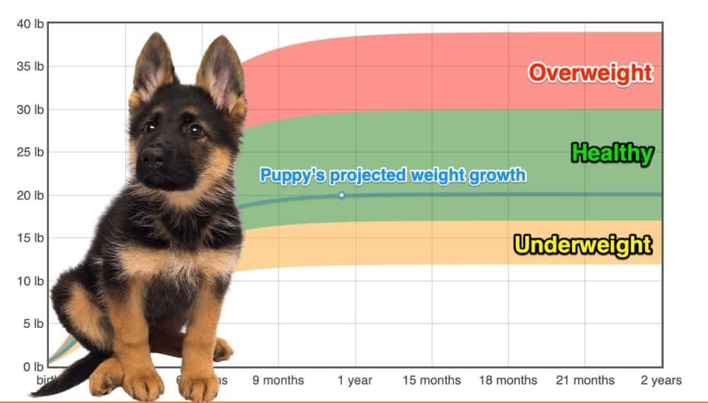 German Shepherd Dog Weight+Growth Chart 2022 How Heavy Will My German