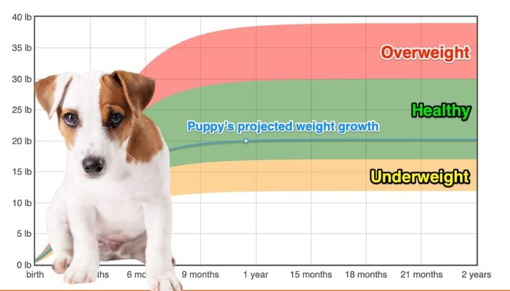 Jack Russell Terrier Weight+Growth Chart 2022 - How Heavy Will My Jack  Russell Terrier Weigh? | The Goody Pet