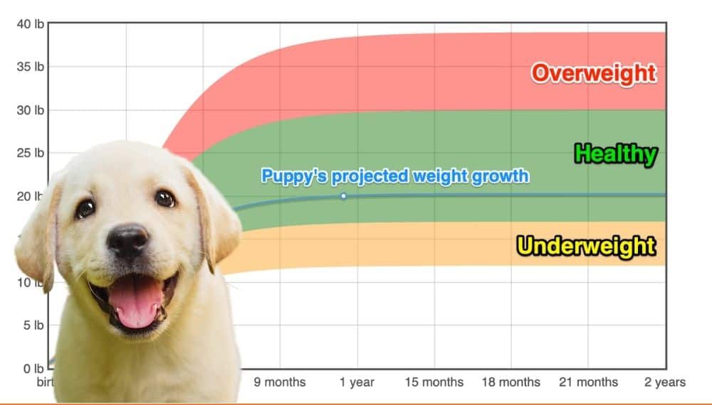 how much should a labrador weigh at 8 weeks