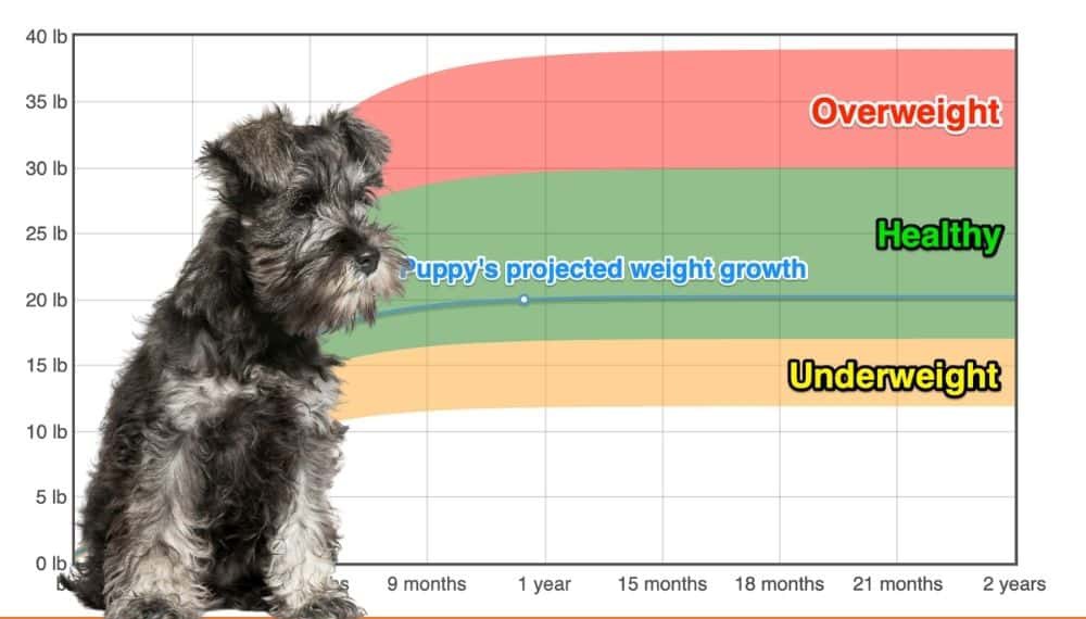 how much to feed 8 week old miniature schnauzer
