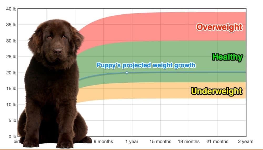 Newfoundland Weight Growth Chart 2024 How Heavy Will My Newfoundland Weigh The Goody Pet Newfoundland Weight Growth Chart 2024 How Heavy Will My Newfoundland Weigh The Goody Pet