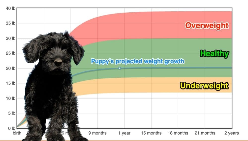 Portuguese Water Dog Weight+Growth Chart 2022 - How Heavy Will My Portuguese Water Dog Weigh? | The Goody Pet