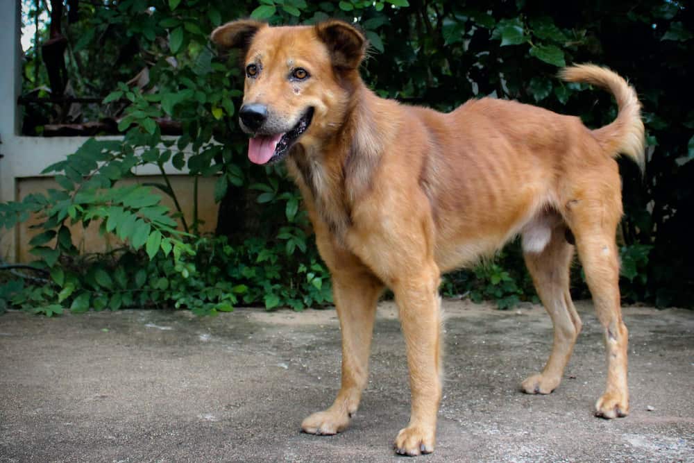Underweight dog Underweight dog